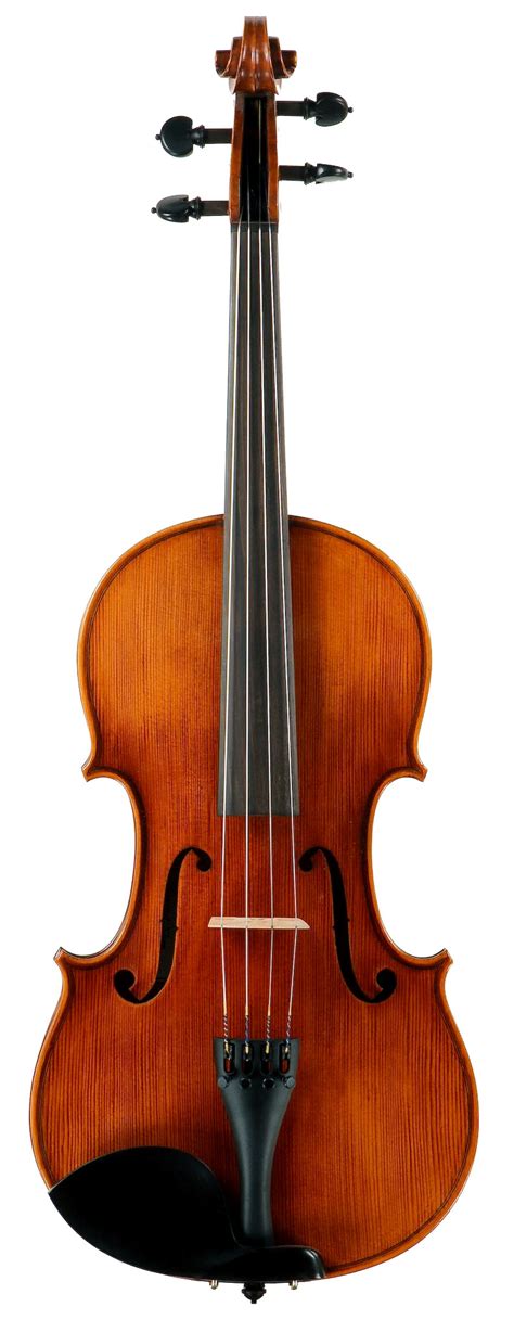 Viola